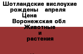 Шотландские вислоухие рождены 8 апреля › Цена ­ 3 000 - Воронежская обл. Животные и растения » Кошки   
